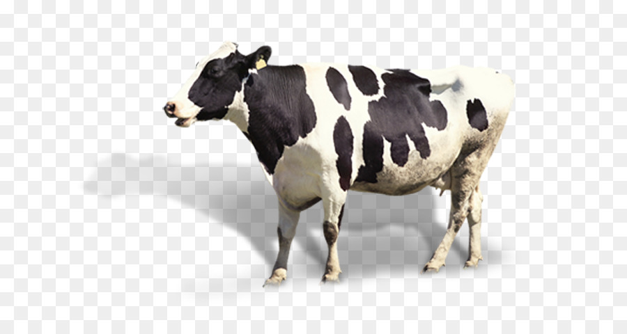 Bovini da Latte caricabatterie Bestiame recinto Elettrico - mucca da latte