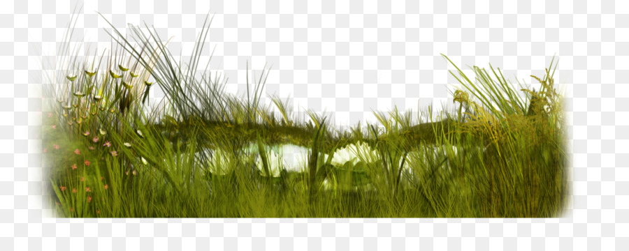 Microchloa Khóc hình màu Xanh lá Cây - cỏ xanh