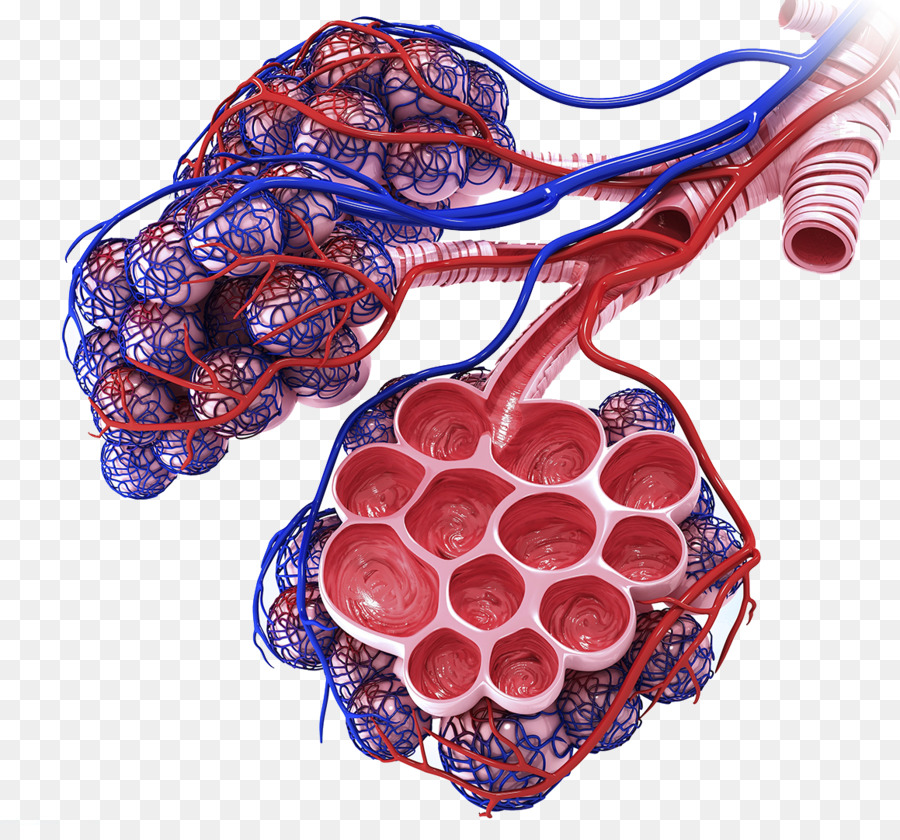 Lunge Atemwege Lungen-Alveole Anatomie Bronchialsystem - Alveoläre venösen Blutgefäße