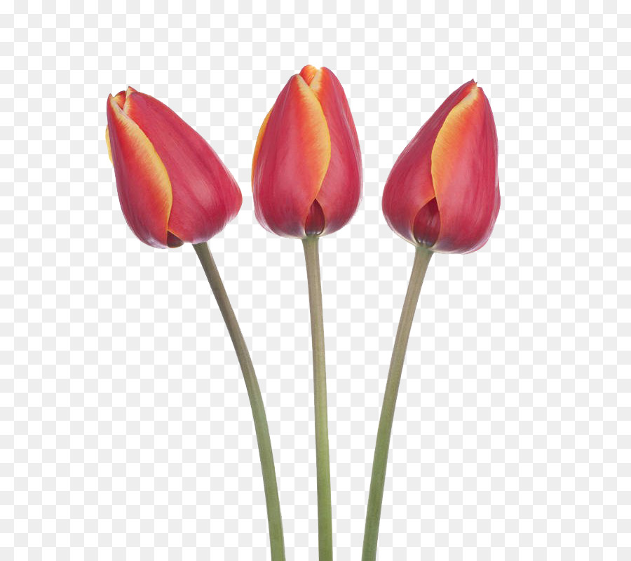 Tulip Fotografia Fiore - Tre tulipani rossi