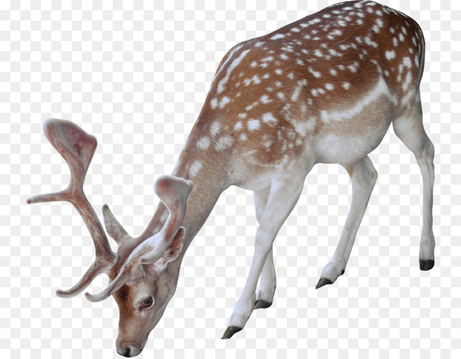 Reindeer White-tailed deer Pferd Tier - Kreative Hirsch