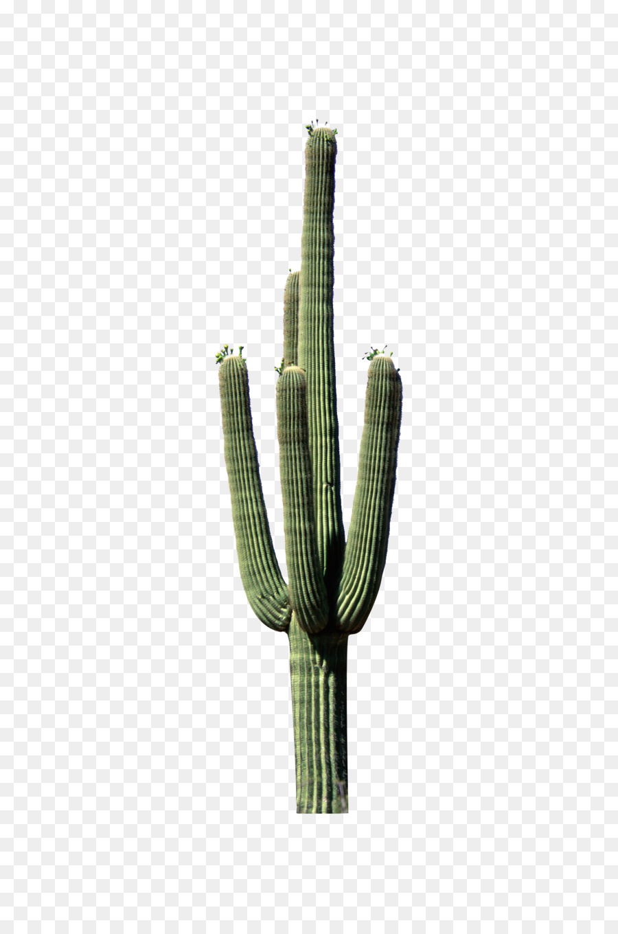 Cactaceae Pflanze-Stiel - Grüner Kaktus steht