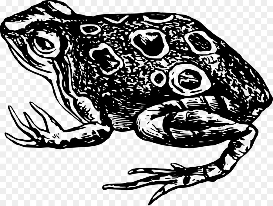Kröte Frosch Amphibien-Schwarz und weiß-clipart - Vektor-Frosch