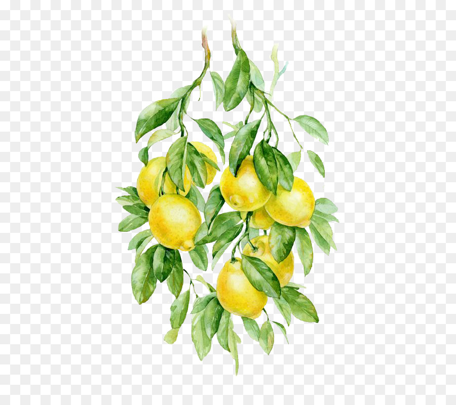 La pittura ad acquerello di Frutta Auglis illustrazione Botanica Illustrazione - limone