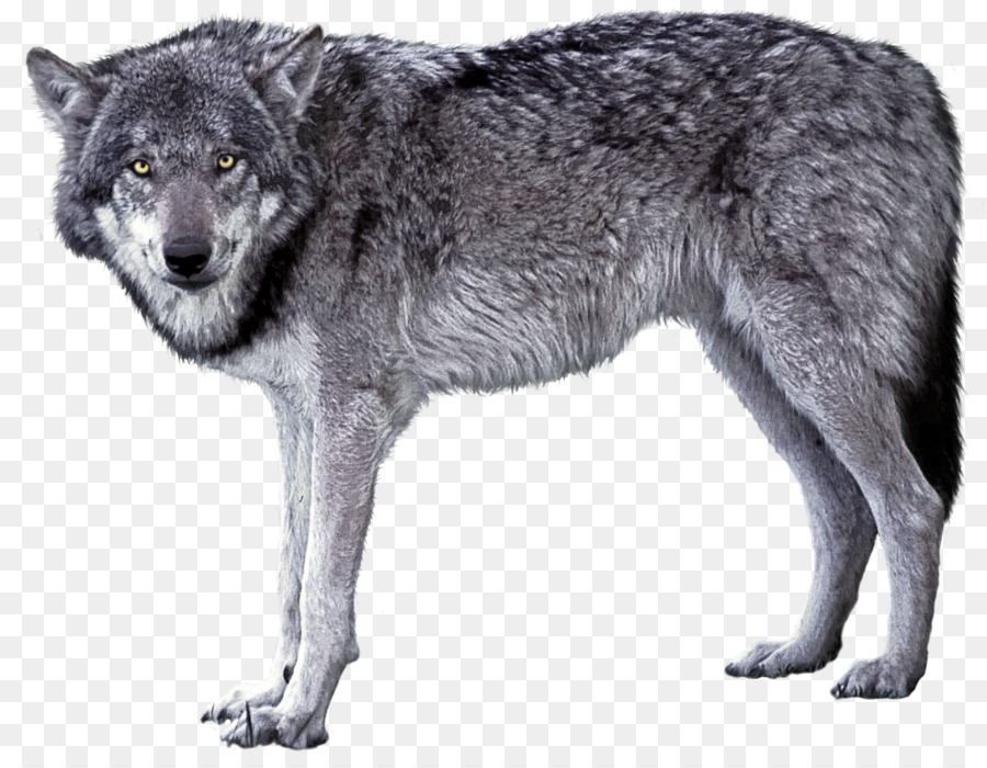 Tiệp khắc giống chó giư trừu Saarloos giống chó giư trừu sói Bắc cực Nước sói - Một con sói