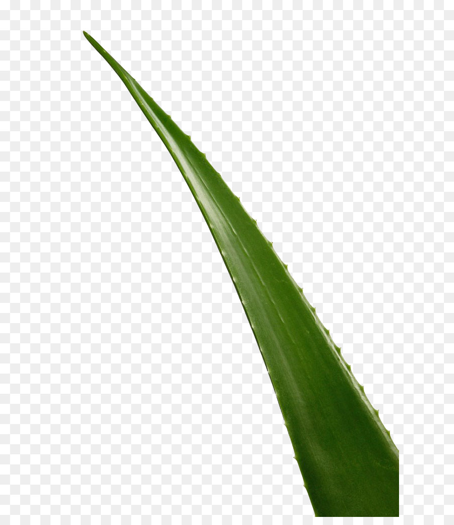 Aloe vera Gel per il Download - aloe