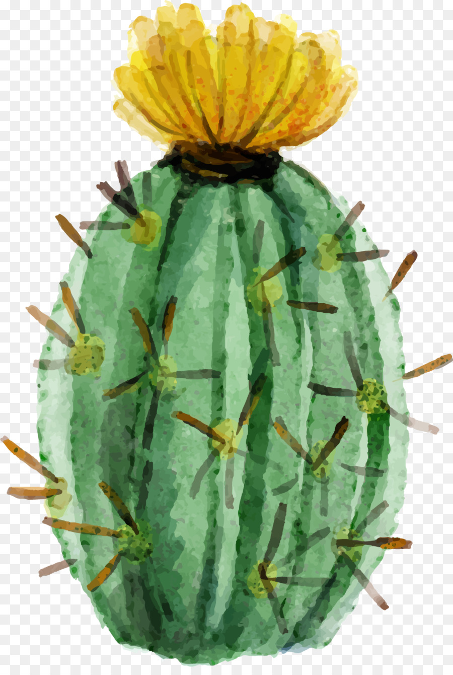 Cactaceae pittura ad Acquerello pianta Succulenta - Acquerello carnose cactus
