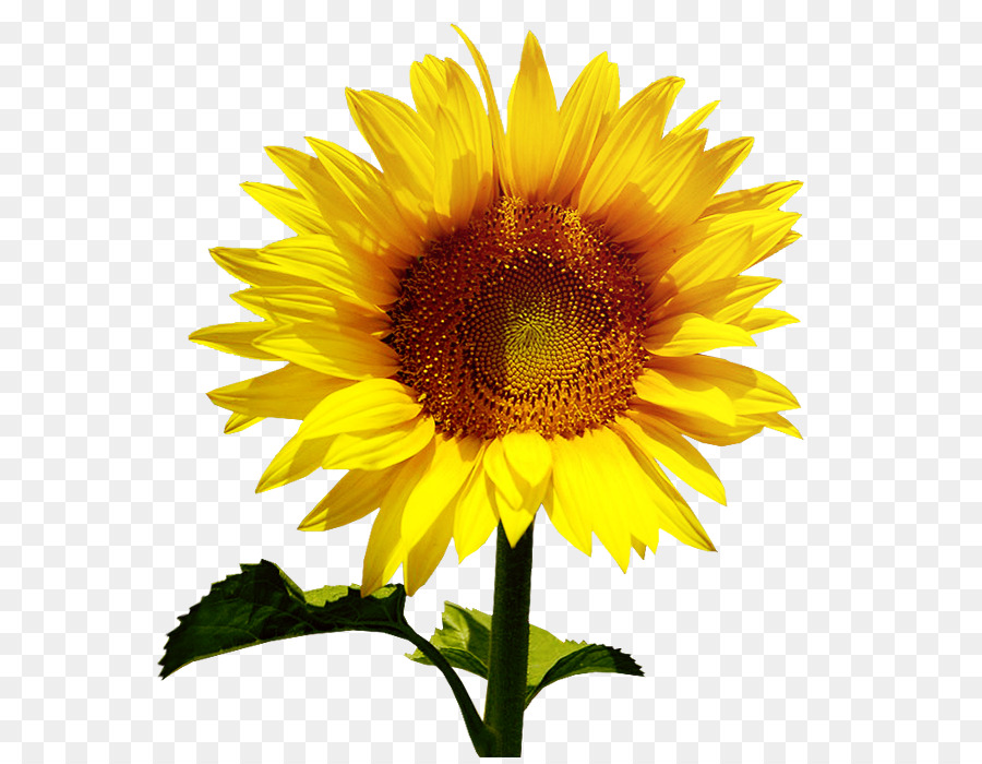 Common sunflower-Sonnenblumen-Blütenblatt - Sonnenblume