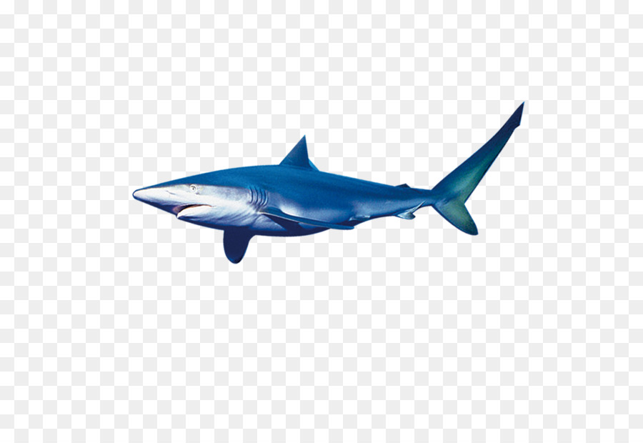 Blue shark squalo Tigre - grande squalo