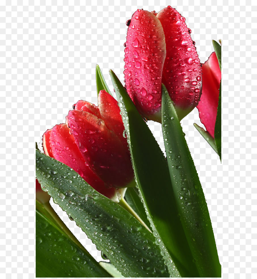 Tulip Samsung Galaxy Note II - James Tropfen Tulpen