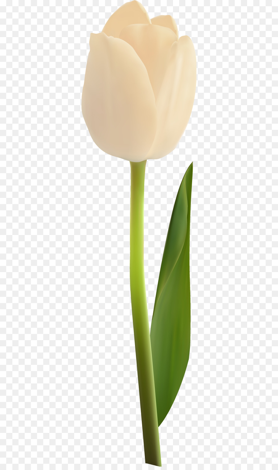 Blütenblatt Pflanze Blühende pflanze, Stamm - Vektor-Tulip 37