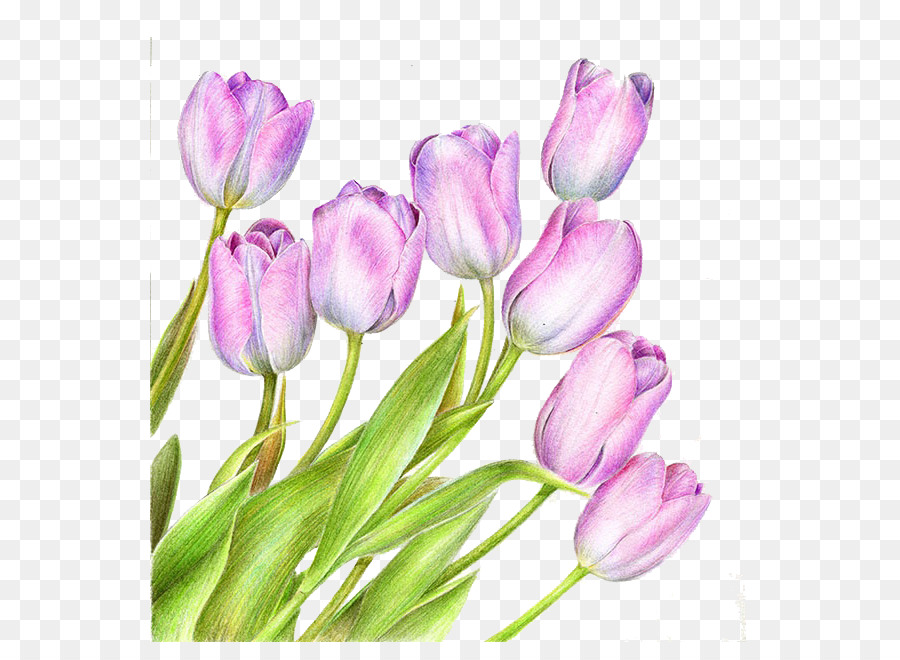 Tulip Hồng Tím - hồng hoa tulip