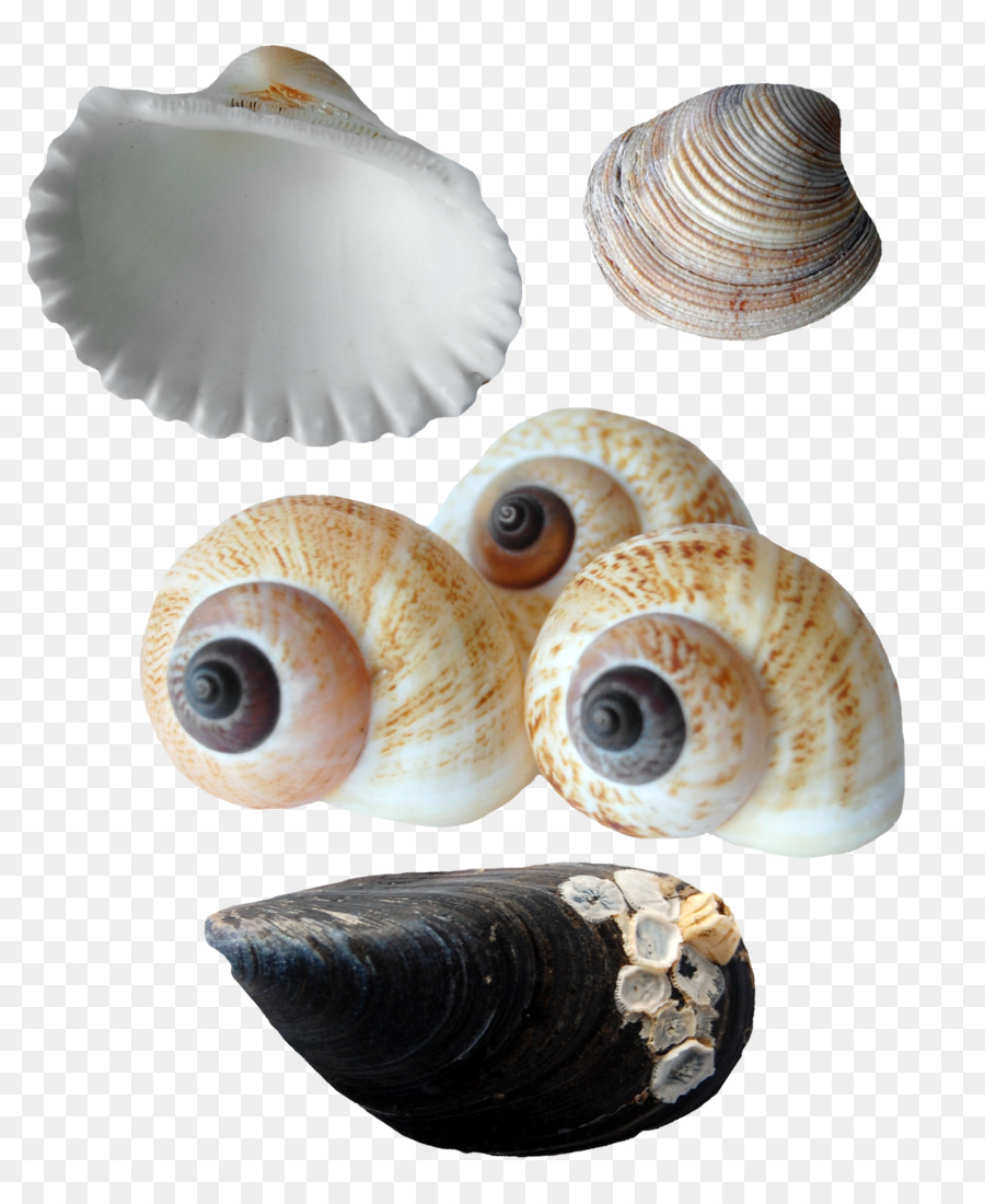 Vỏ sò Hàu Biển ốc Conchology - Khá ốc xà cừ sò bộ sưu Tập
