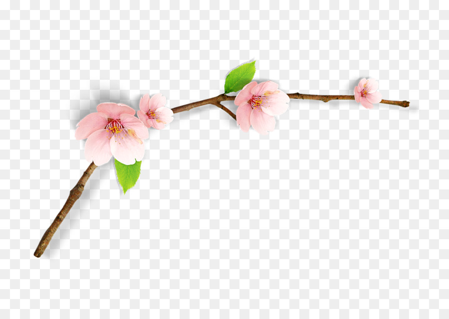 ClipArt di fiori di ciliegio - Primavera rami di pesco