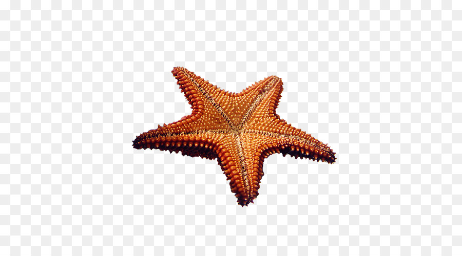 Mare, stelle marine Clip art - stella marina