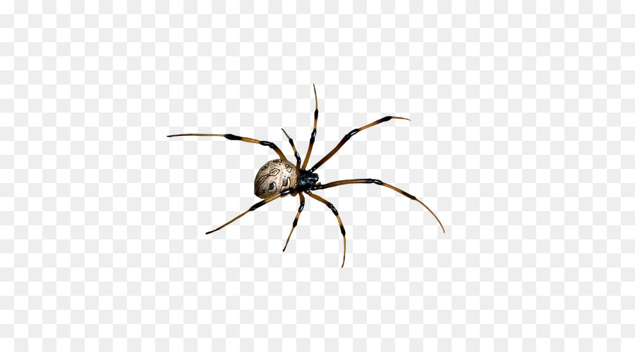 Spider web Clip art - Spider Creative