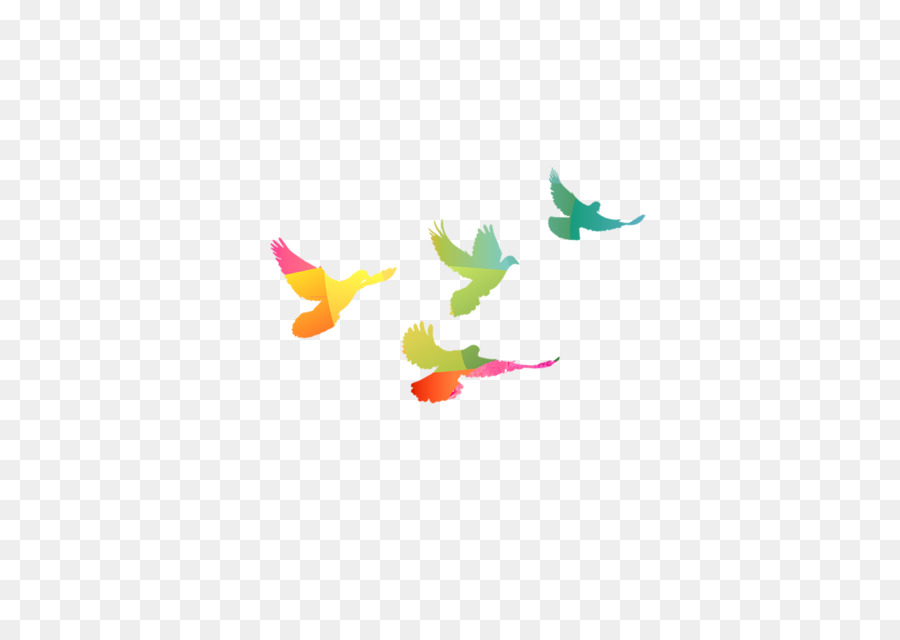 Columbidae, Rock dove Vogel - Farbe flying bird