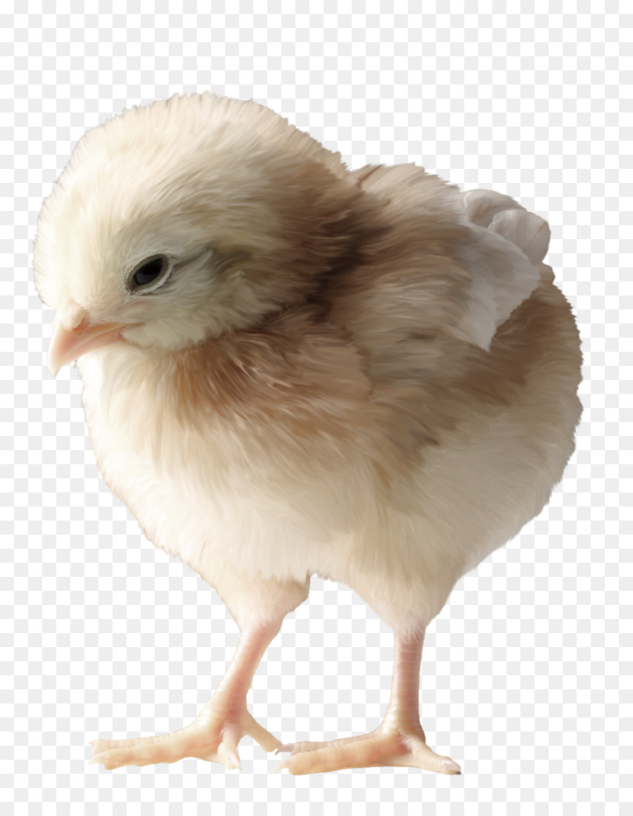 Gà Rooster - Dễ thương gà Aberdeen
