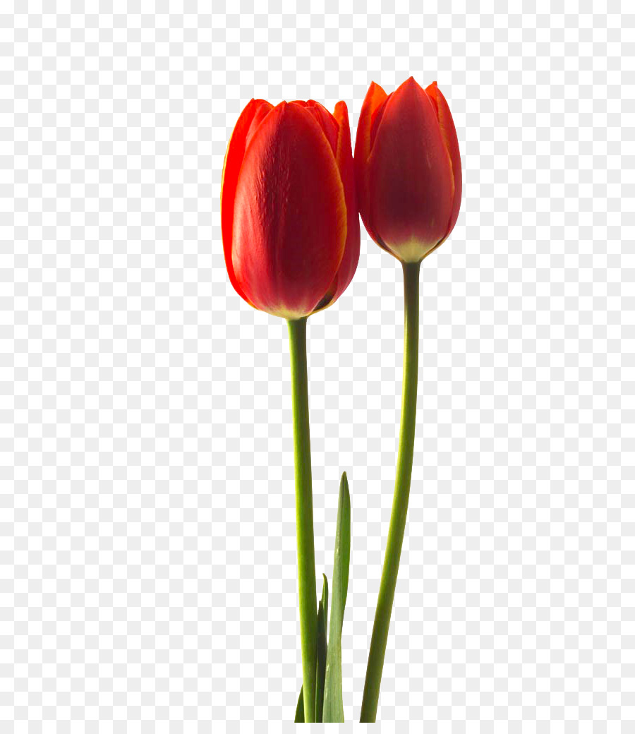 Tulipa gesneriana Flower Stock-Fotografie - Rote Tulpen