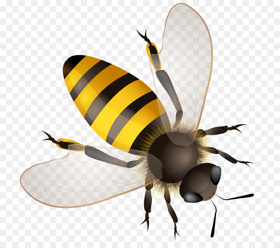 Mật Ong Clip nghệ thuật - Màu Vàng Bee