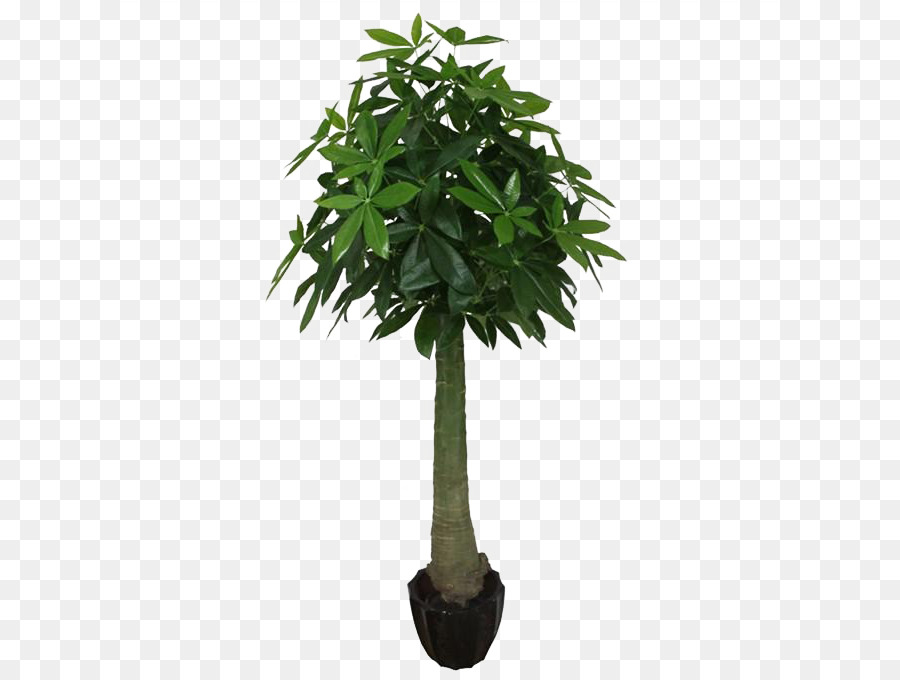 Baum-Guyana Kastanien, Palmen-Trachycarpus fortunei-Pflanze - Palme