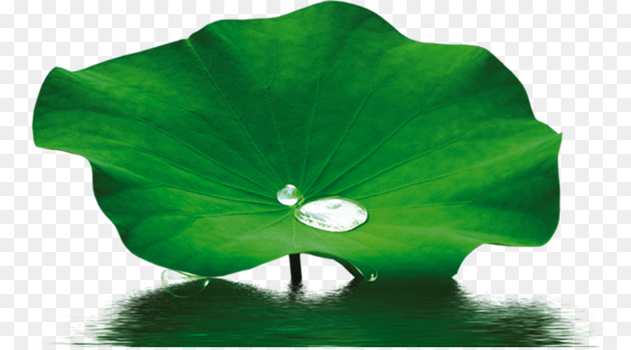 Petalo, Foglia di Loto Nelumbo nucifera effetto - Le goccioline di acqua foglia di loto