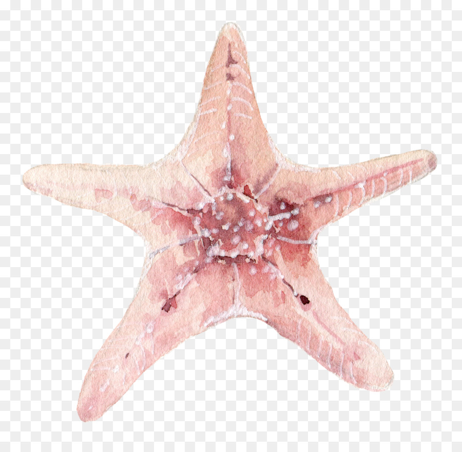 Stelle marine Conchiglie Clip art - Una stella di mare