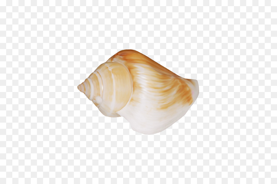 Cockle di Conchiglia di lumaca di Mare Shankha Conchology - conchiglia