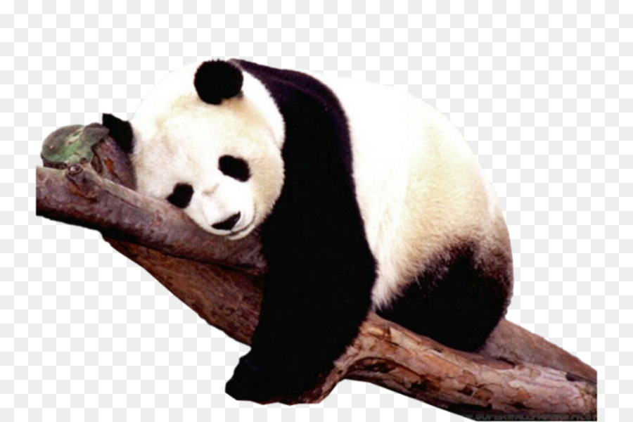 Sichuan Giant Panda Sanctuaries Der große Panda, Eisbär, Braunbär - Sleeping Panda