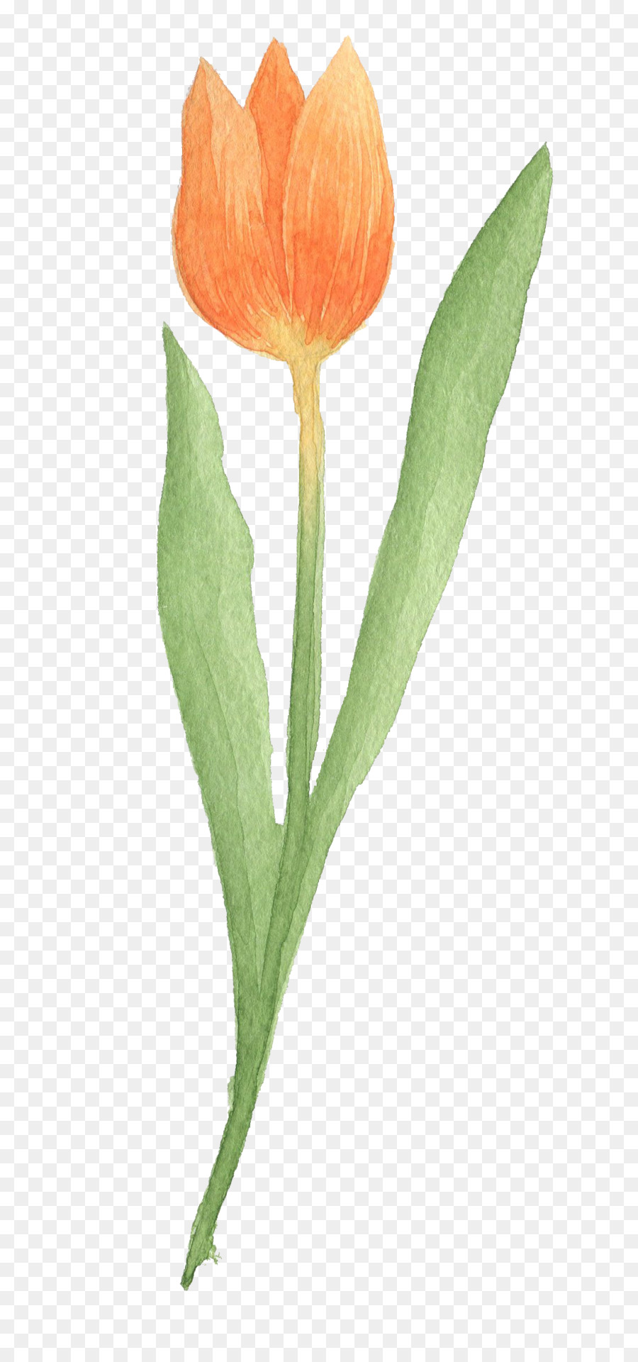 Tulip Tải Google Hình Màu nước sơn - hoa tulip vàng