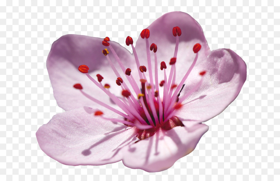 Giappone Prugna fiore di Ciliegio, Fiore - rosa fiori di ciliegio