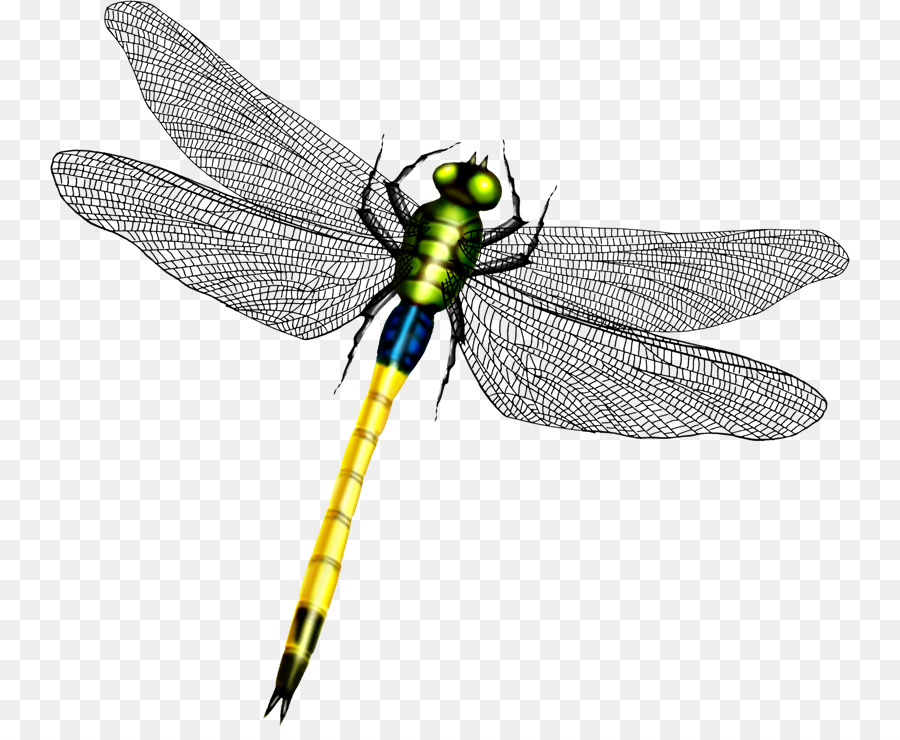 Dragonfly Fly
