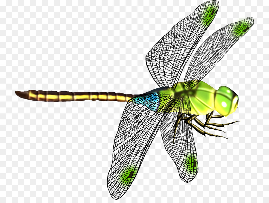 Window Cartoon png download - 800*670 - Free Transparent Dragonfly png  Download. - CleanPNG / KissPNG