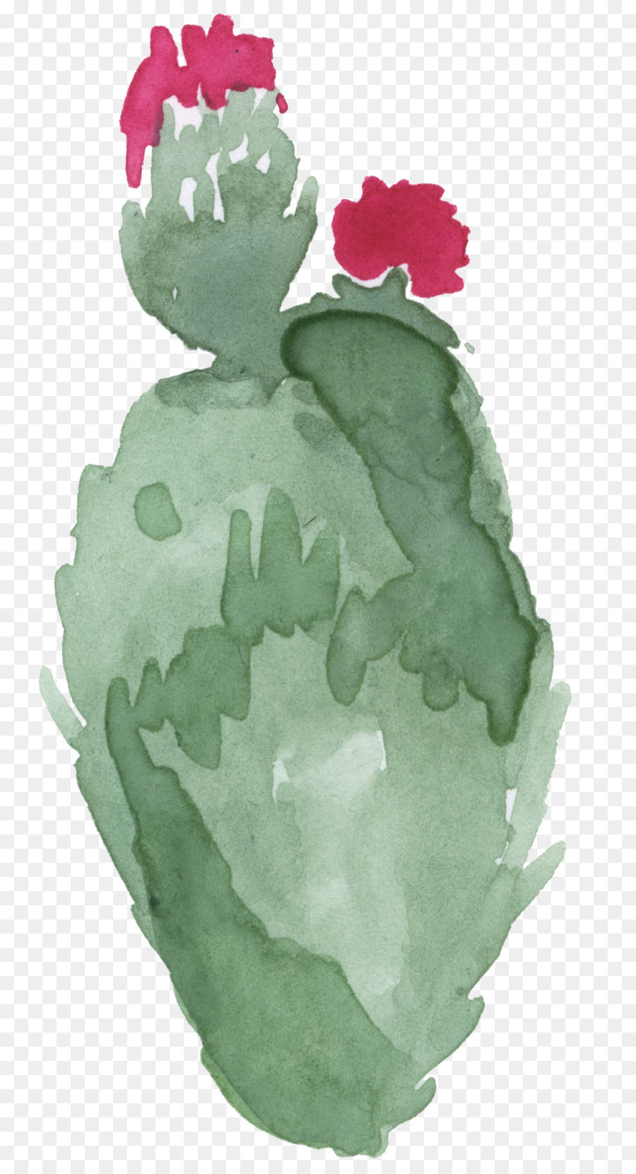 illustrazione - cactus