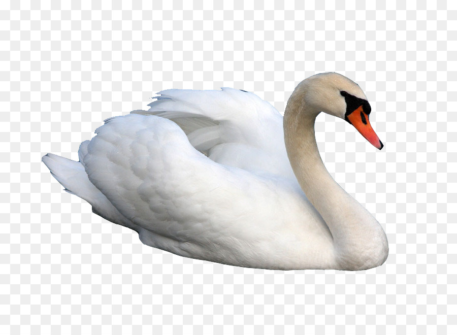 Cygnini Thiên Clip nghệ thuật - Đẹp swan