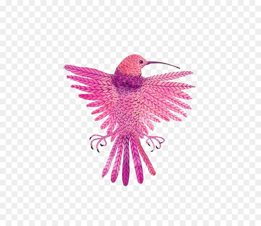 Hummingbird Zeichnung - rosa Vögel