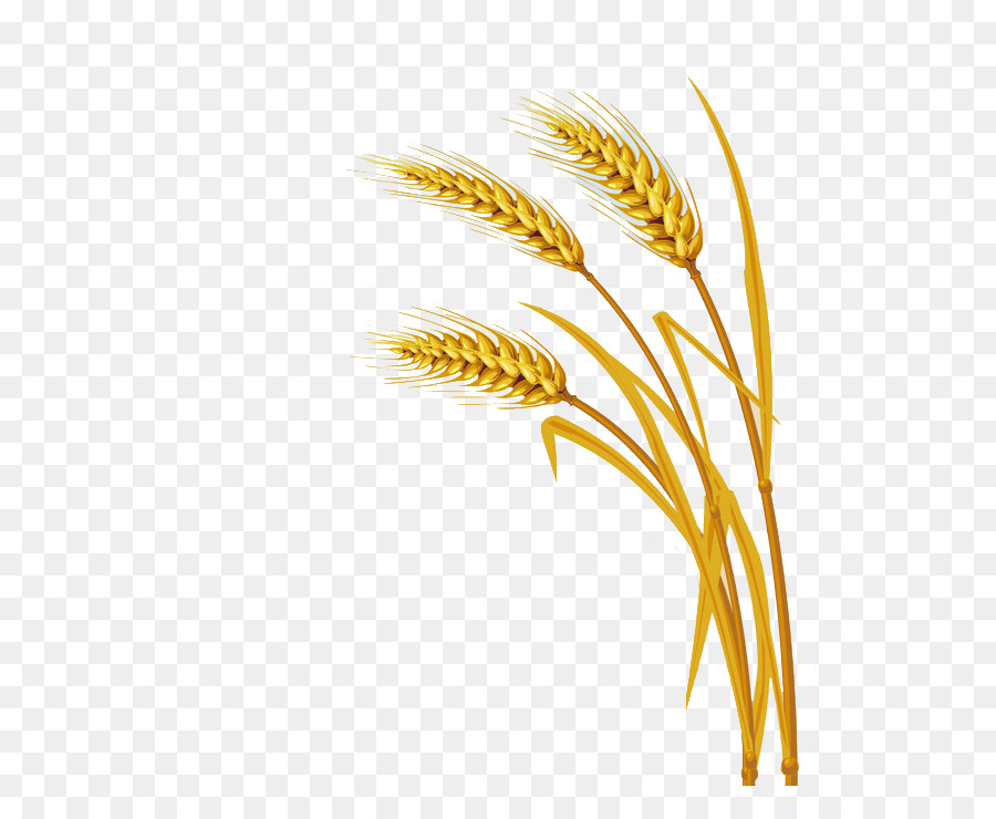 Wheat Cartoon png download - 584*739 - Free Transparent Wheat png Download.  - CleanPNG / KissPNG