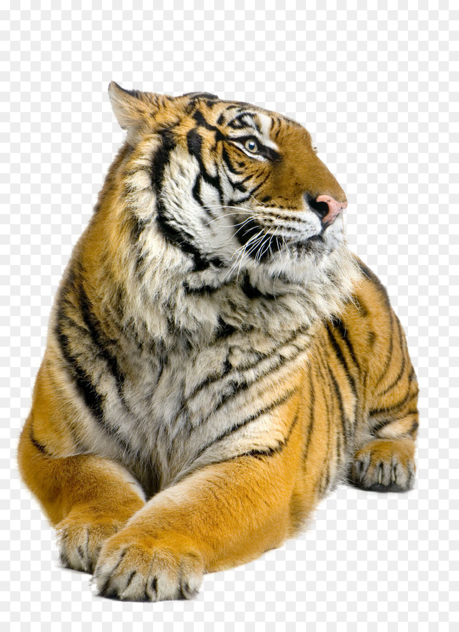 Siberian Tiger Bengal tiger Sumatran tiger Felidae Stock photography - Tiger Ruhe