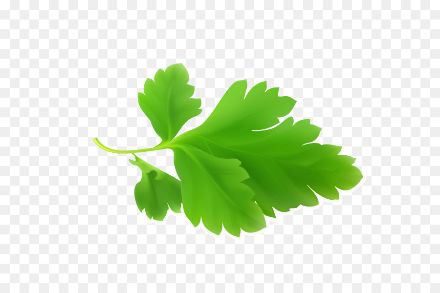 Petersilie Minze - Klee-Blätter frische Minze grün