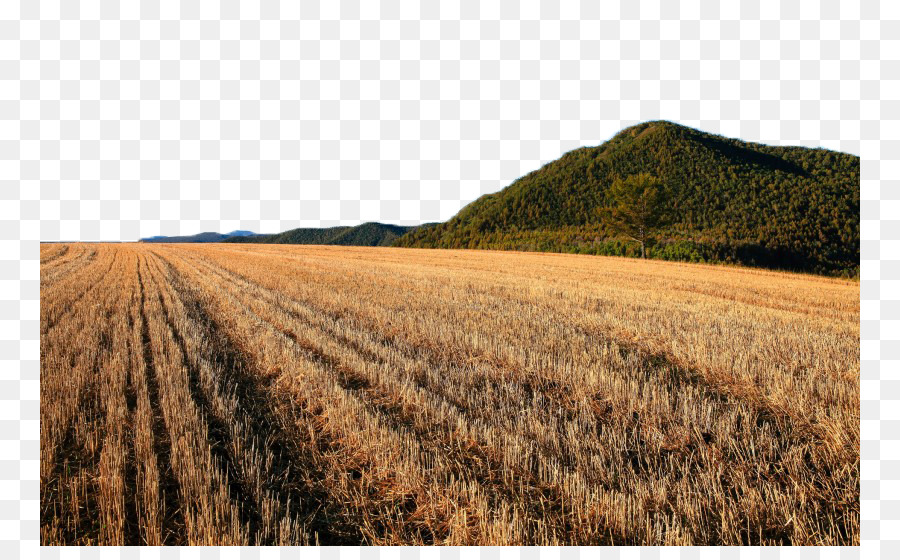 Fukei Giardino Fotografia Di Grano - Un campo di grano dorato paesaggio