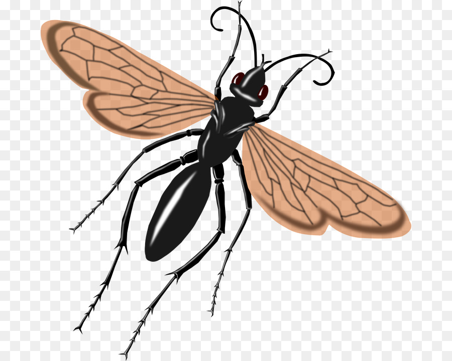 Con ong Bay Wasp Tarantula hawk Clip nghệ thuật - Mùa thu một con chuồn chuồn