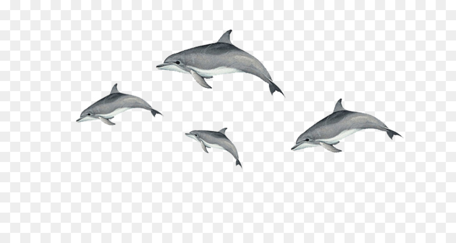 Short-beaked common dolphin Tucuxi Common bottlenose dolphin Porpoise - Schwimmenden Delfin