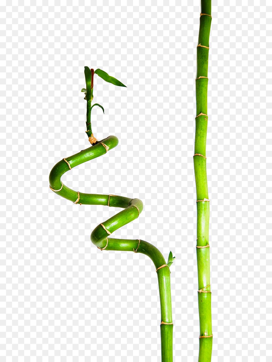 Glück Bambus Pflanze Nachhaltige Kleidung Bamboe - Grüner Bambus