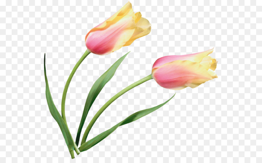 Tulip Blumen Malen Clip-art - Tulip material anzeigen Abzug material