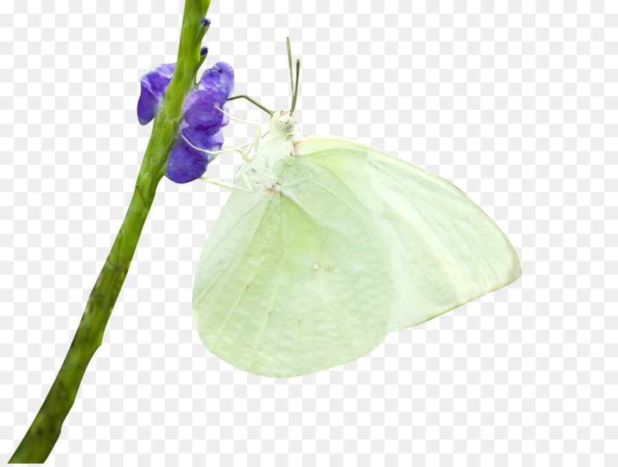 Schmetterling Insekt - White Butterfly