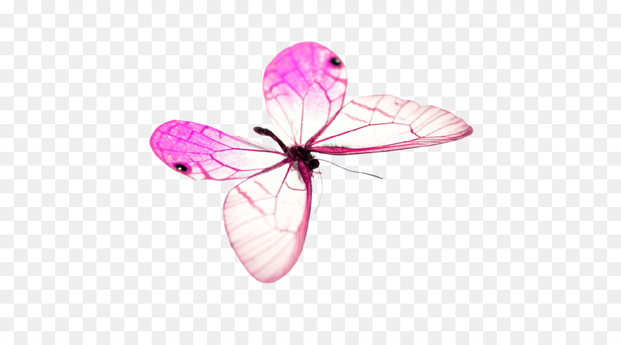 bướm - Bướm Màu Hồng