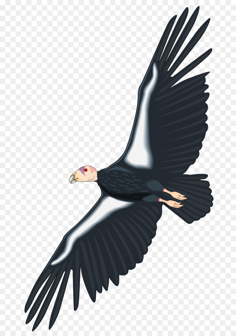 California condor-Royalty-free clipart - Adler