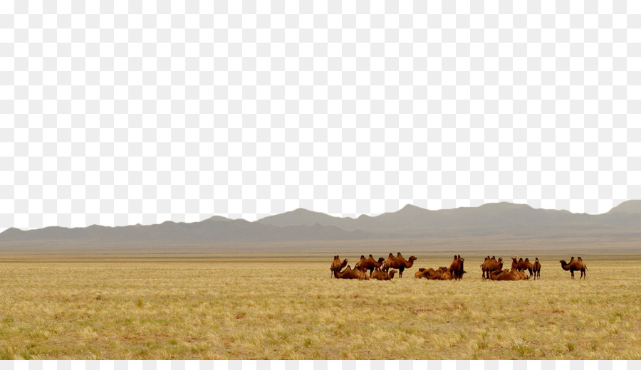 Gobi Desert Steppa Camel Landscape Grassland - Prairie cammello