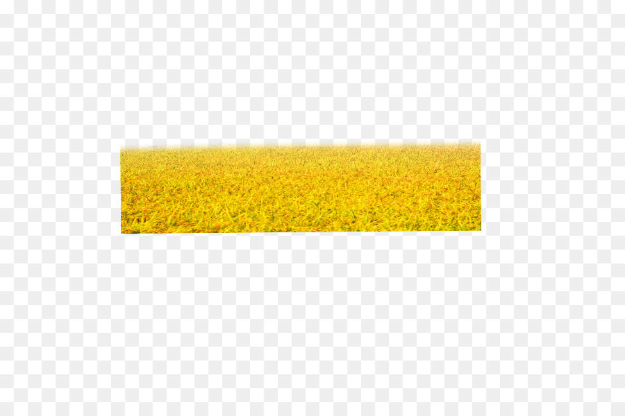 Hình Màu Vàng - lúa mì