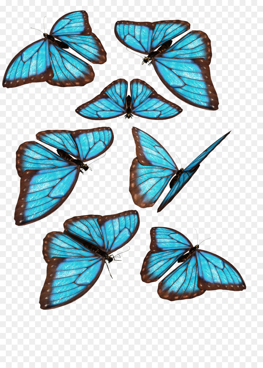 Schmetterling, Morpho menelaus Morpho godarti Blau - Blauer Schmetterling dynamische Kartenmaterial kostenlos zu ziehen